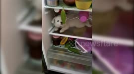 Puppy is tired of the Indian heat and crawls into a fridge to escape