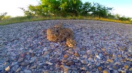 Rattlesnake bites camera while being ushered out of road in Texas