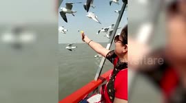 Woman feeds crisp to flying seagull while taking a boat ride in western India