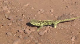 Strange Flap-necked Chameleon walking on a dirt road