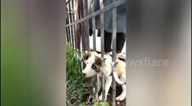Stray Dog puppy trapped in iron fence rescued in Northern India state.