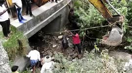 Adult bison falls off bridge in southern Indian town, injures horn, legs; rescued