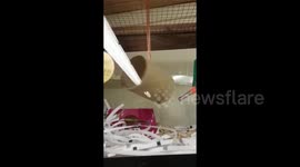 You spin me right round! This hamster loves his new twirling cage toy
