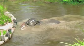 Elephant cools off during hot day in Cambodia by going for a swim