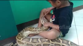 Little girl applies medicine to giant 4.5m python to treat mouth infection