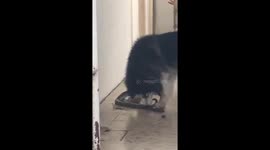 Husky Catches Snake Outside House