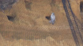 RSPB hit out at local council for netting up a cliff stopping birds from nesting