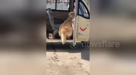 Timid golden retriever gets too scared to step out of three-wheeler