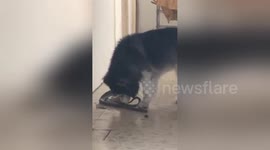 Fearless Husky catches intruding Python in Thai family home