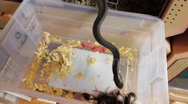 Boomslang having take-aways