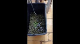 Boomslang preying on Bullfrogs