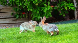 Cottontail Rabbits mating and fighting in the front yard