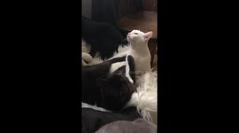 Adorable and Lazy Cats Have The Most Wholesome Fight