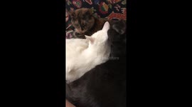 Cute Cats Cuddle and Groom Each Other