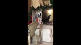 Watch- In another long video Tech-savvy parrot shoots orders at digital assistant Alexa to play his favorite song
