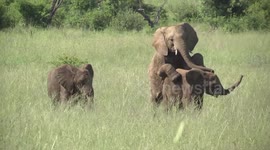 Young elephants play together until bigger bully arrives