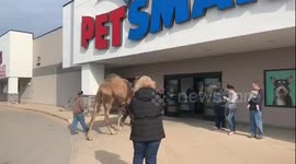 Man goes shopping in a pet shop - with his pet camel