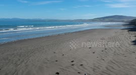 Dog chases seagulls on beach followed by drone