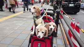 Trio of Beagles in a pram surrounded by cherry blossom spotted in Tokyo