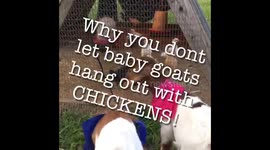 Baby Goats imitate Chickens!