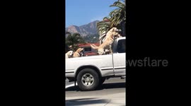 Truckload of golden retrievers seen barking with joy during US roadtrip