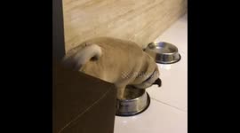 Dog try come out from car