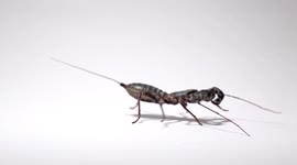 Meet the whip scorpion, the strange-looking arachnid that sprays acid