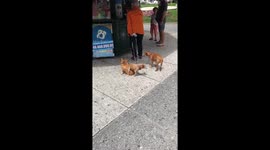 Funny dogs in Uruguay don't understand humping