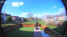 Plumber lets dogs escape