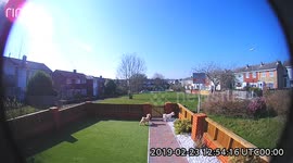 Dog jumps over fence