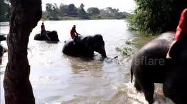 Elephants hold jumbo swimming race to keep fit in Thailand