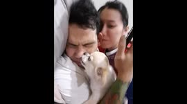 Jealous Chihuahua Competes For Owner's Attention