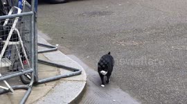 Downing Street's Larry the cat spotted exiting Number 10