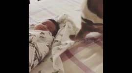 Adorable dog trying to cover baby to keep her warm