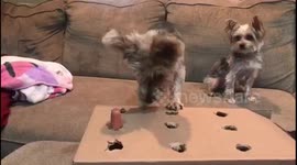 Dog plays 'whack-a-mole' with tasty sausage treats