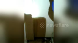 Florida home plagued by roach infestation