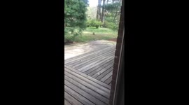 Fox killing squirrel