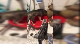 Cat angrily tells off husky for playing with water basin in China's Sichuan