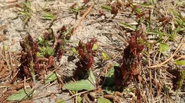 Locust, Grasshoppers, crickets eating everything.