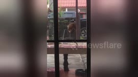 Mischievous husky makes slippery escape through hole in fence