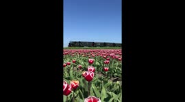 Choo choo train in tulipfield Holland