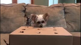 Puppy tries playing whack a mole but isn’t having it