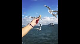 Seagull eats out of your hand watch out !!