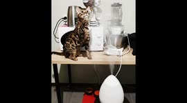 A kitty playing with cold steam