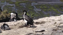 Bird homemaker – a Shag collecting grass stems for its nest while Penguins watch