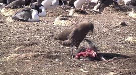 Life is busy and tough for Falkland Shags facing the wind and predators