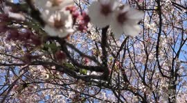 Nature in countryside (Kawagoe, Japan)