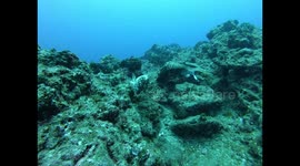 Rare sight of two fish fighting underwater off California coast