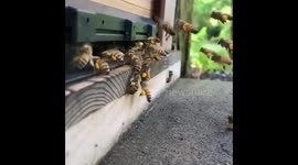 Successful collecting route