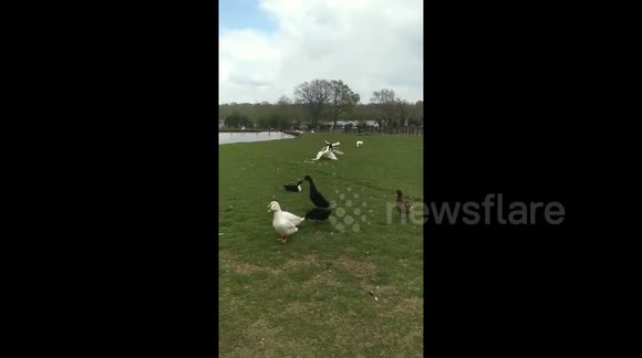 Duck Fight Duck Racism Two White Ducks Attack Black Duck - Buy, Sell or ...